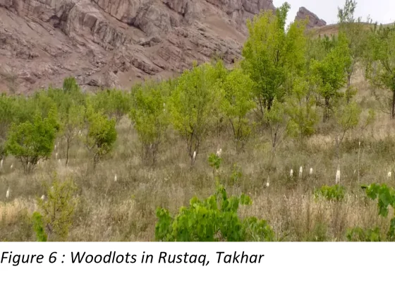 FREESIA Forest Restoration Project — End-Term Review