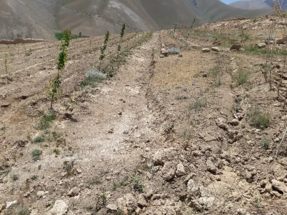 FREESIA Forest Restoration Project — End-Term Review