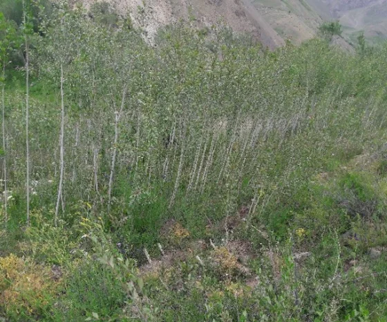 FREESIA Forest Restoration Project — End-Term Review