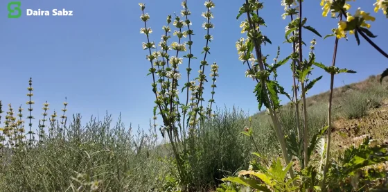 Salang Corridor — Biodiversity Baseline Assessment