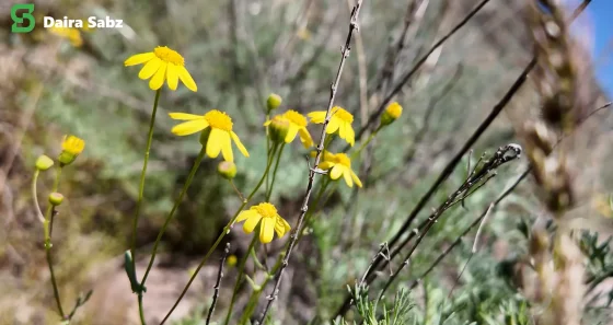Salang Corridor — Biodiversity Baseline Assessment