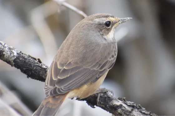 Salang Corridor — Biodiversity Baseline Assessment