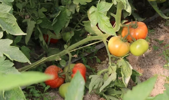 REACH — Climate-Smart Agriculture Capacity Development
