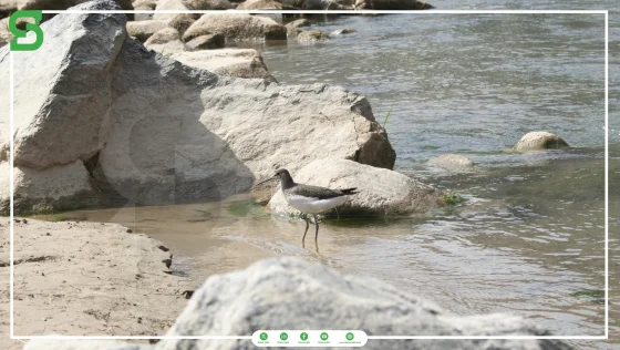 Baghdara Hydropower Project — Environmental and Social Assessment